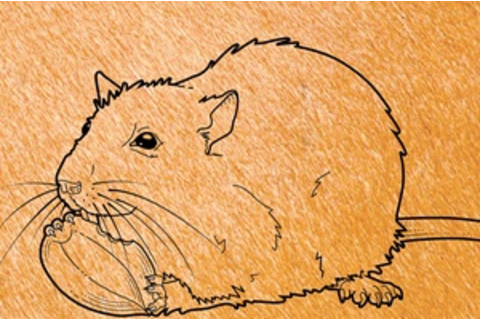 mouse