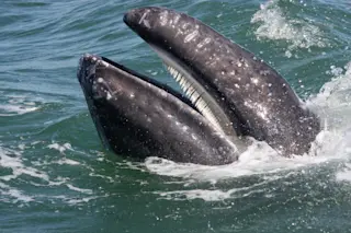 Gray Whale Baleen