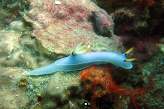sea slug