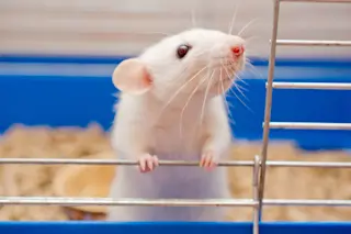 a white mouse in a cage 