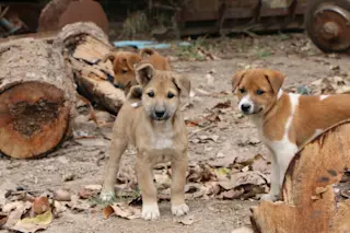 shutterstock_552883786