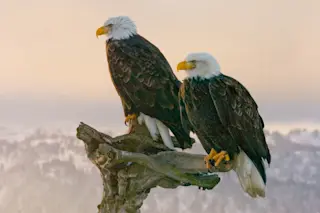 bald eagles are monogamous 