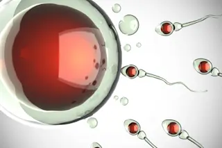 sperm eggs