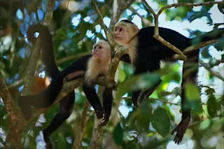 white-faced-capuchins