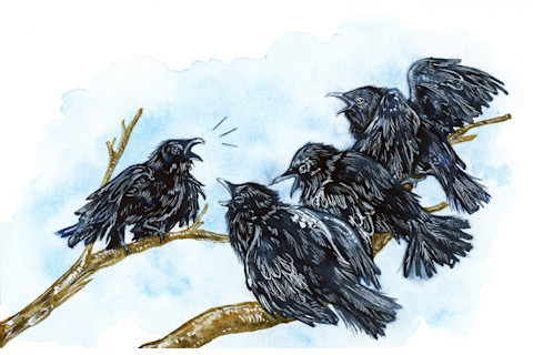 corvids