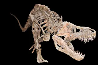T. rex - Shutterstock