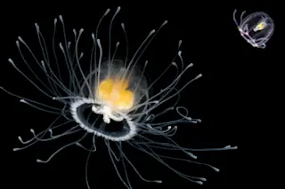 turritopsis