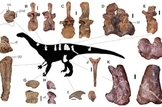 Dig this big new dino, Ledumahadi mafube, a relative of Brontosaurus. (Credit: McPhee et al 2018)