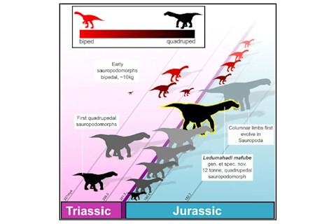 The growing body of evidence in the fossil record suggests sauropodomorphs, the largest dino-vegans, may have evolved from two- to four-legged animals several times. (Credit: McPhee et al 2018)