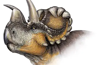 A reconstruction of Wendiceratops. Credit: Danielle Dufault