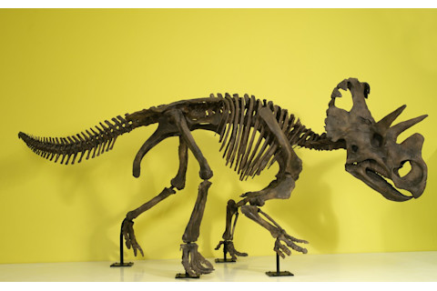 Wendiceratops on display at the Royal Ontario Museum. Credit Brian Boyle, ROM