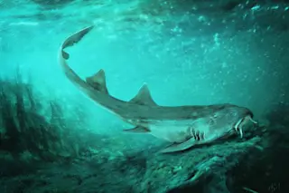 Fossil shark teeth found near the famous T. rex known as Sue led to the identification of new species Galagadon nordquistae. (Credit: Velizar Simeonovski/The Field Museum)