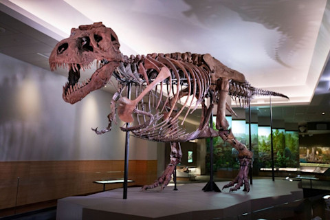 Sue the T. rex, pride of Chicago's Field Museum, was relocated in 2018 to a better spot to appreciate the animals 40-foot-plus length. (Credit: The Field Museum)