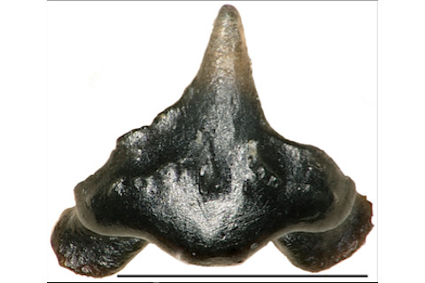 Tooth of Galagadon nordquistae. (Credit: Terry Gates)