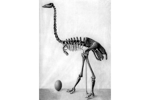 Aepyornis skeleton. Quaternary of Madagascar by Monnier, 1913.