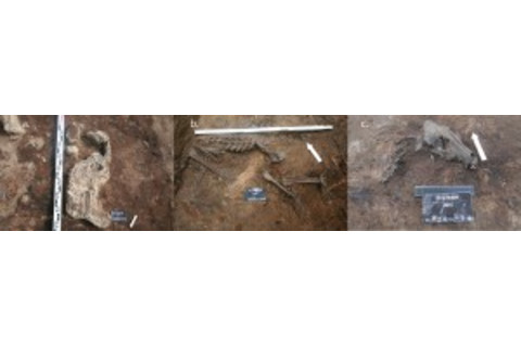 dog domestication dig image grave canine