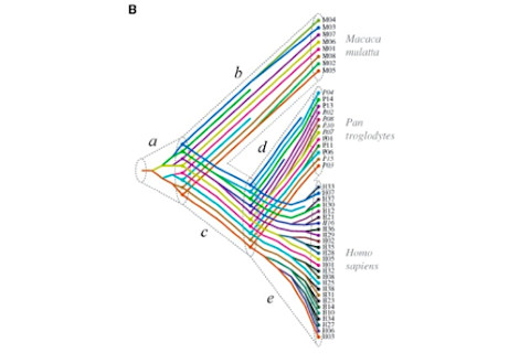 Macaque%20prame%20tree%20250