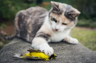 cat-with-bird