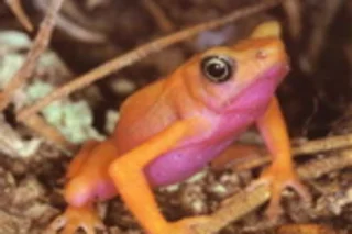 harlequin%20frog.jpg