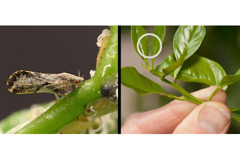 asian-citrus-psylid