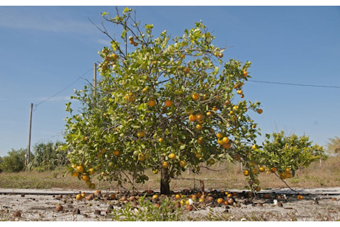 orange-trees