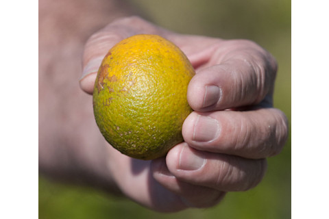 citrus-greening
