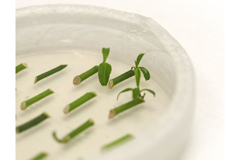 citrus-shoots