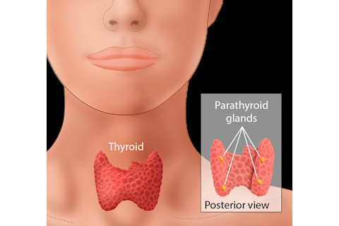 thyroid