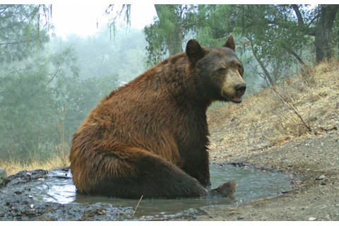 Black Bear - Sedgwick Reserve