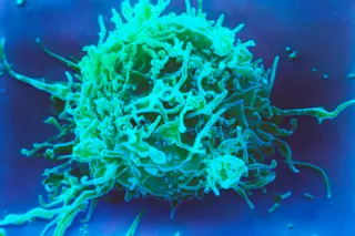 T cells