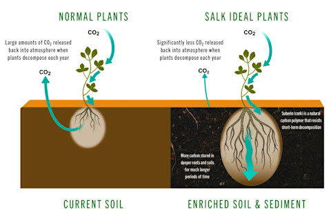 Plants absorb CO2 as they grow, then release it as they decompose. Engineered