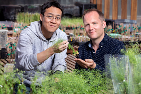 Wolfgang Busch (right) with his postdoc Takehiko Ogura, examining one of his green test subjects. (Credit: Salk Institute)