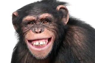 chimpmedia