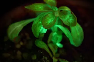 Glowing Plant - Bioglow