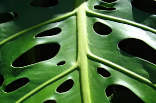 Why Do Houseplants Have Holey Leaves?