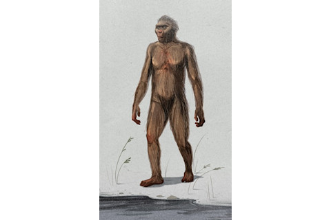 australopithecus