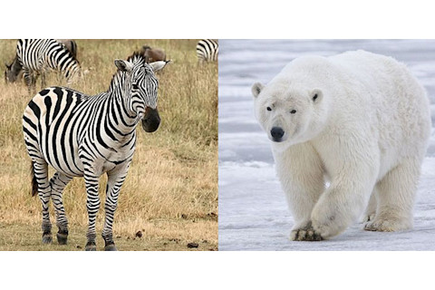 Zebra herpes virus kills zoo polar bears
