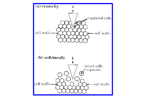 From Smith et al (2003) Postharvest physiology and pathology of vegetables.