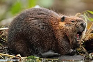 beaver