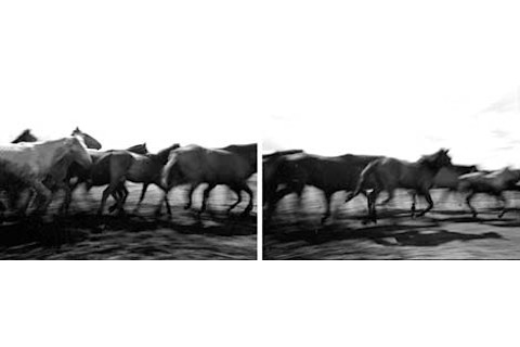 horses running