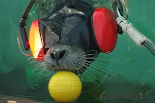 seal