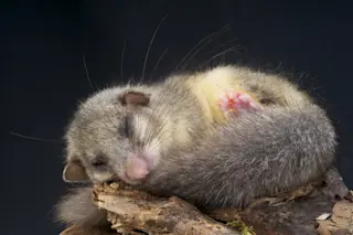 Edible dormouse