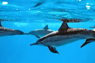 dolphins1
