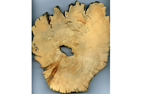 tree-cross-section