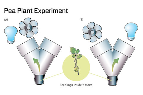Gagliano Pea Plant - Jay Smith