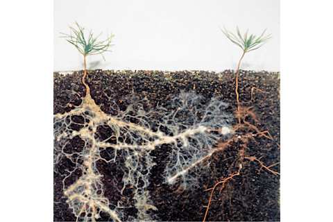 mycorrhizal fungi - David Read - 3 DSC-C0517 02
