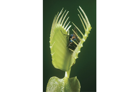 Venus Flytrap - Alamy