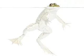 frog-milk