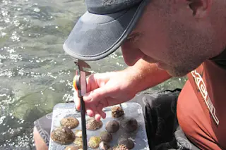 Do male limpets have cooties?