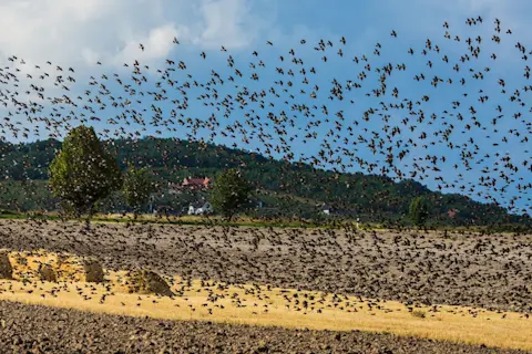 How to Reduce Bird Noise: Effective Tips for Peaceful Outdoors